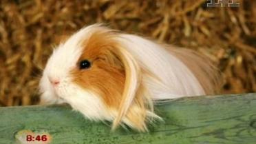 Из жизни животных