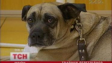 От жары погибают домашние любимцы