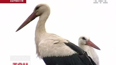 Зворушлива історія кохання