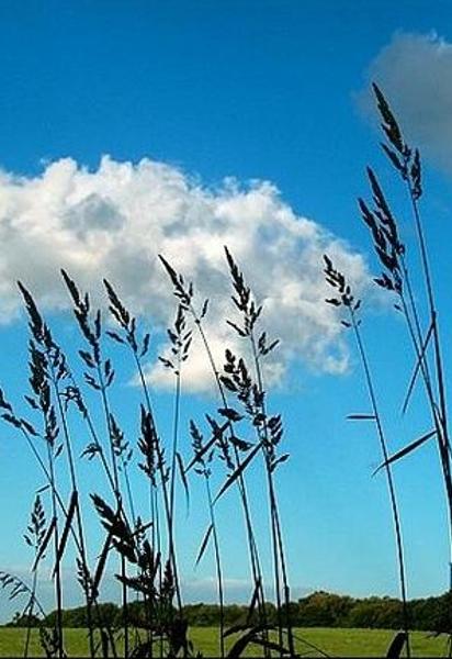 1 червня очікується відносно тепла погода, подекуди опади