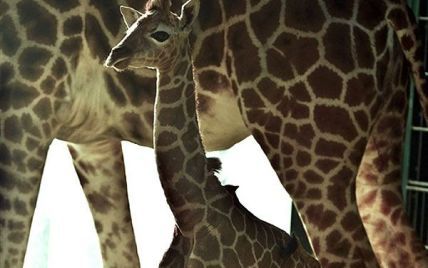 Норвежець зібрав понад мільйон зображень жирафа