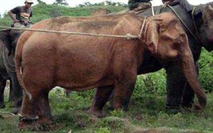 У М'янмі впіймали рідкісного білого слона-альбіноса