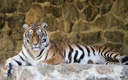 У Київському зоопарку повільно вмирає тигр