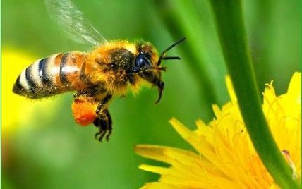 У Тернополі встановили пам'ятник бджолі