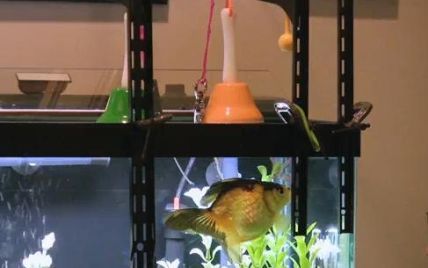 У США акваріумна рибка навчилася грати на музичних інструментах