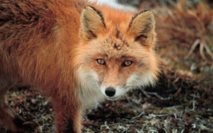 У Білорусії лисиця вистрілила в мисливця з рушниці