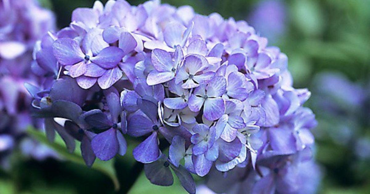 Первое сентября: готовим букет заранее