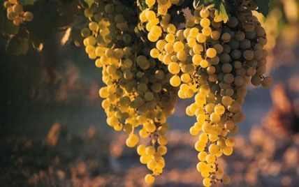 Виноград – лекарство от старости