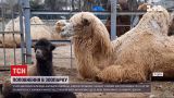 Новости Украины: в Одесском зоопарке у двугорбых верблюдов родился детеныш