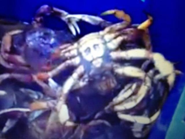 Всі гадають, чий "портрет" нагадує зображення на пузі краба - Ісуса чи бен Ладена.