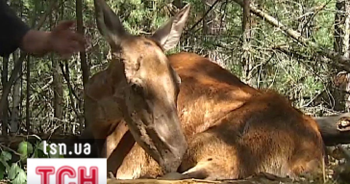 У тварини є шанси на життя, але &ndash; життя в неволі
