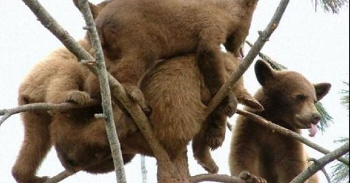 Ведмеді через голод виходять до людей