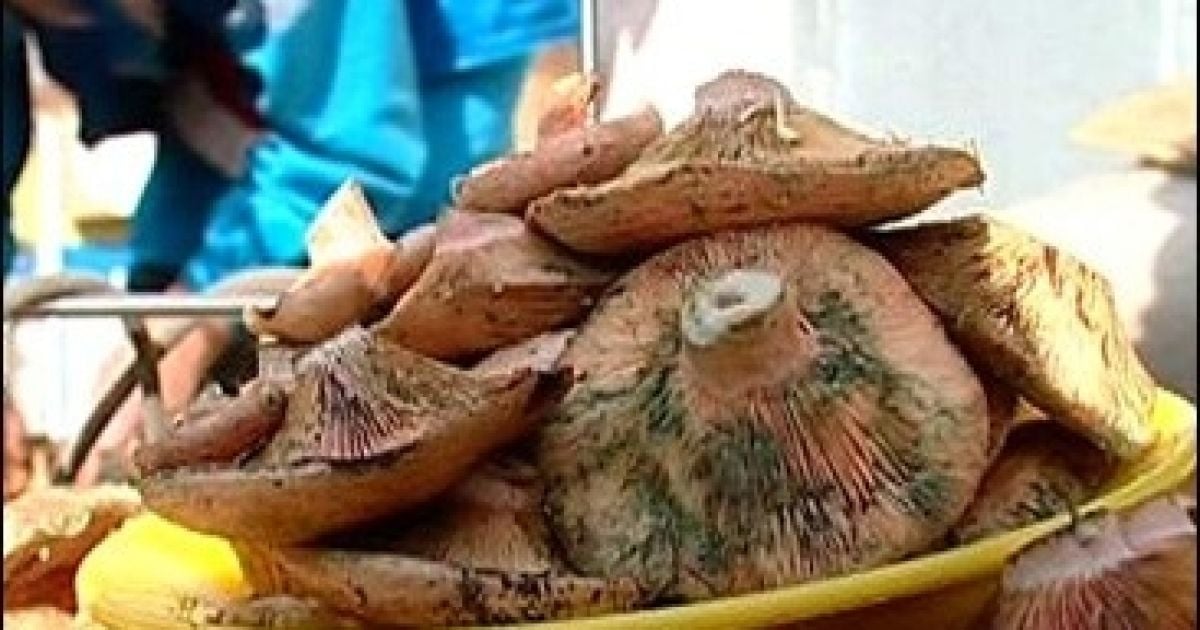 Сезон радіоактивних грибів у розпалі