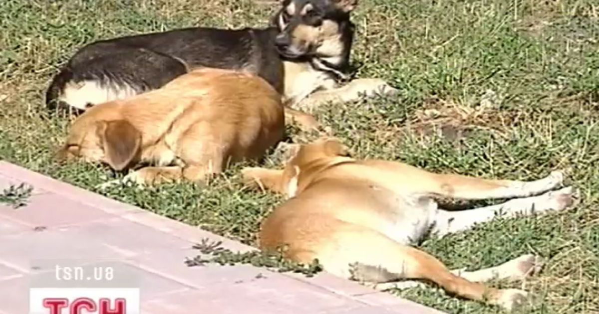 Зняти чотирилапого з реєстрації зможе тільки довідка про смерть