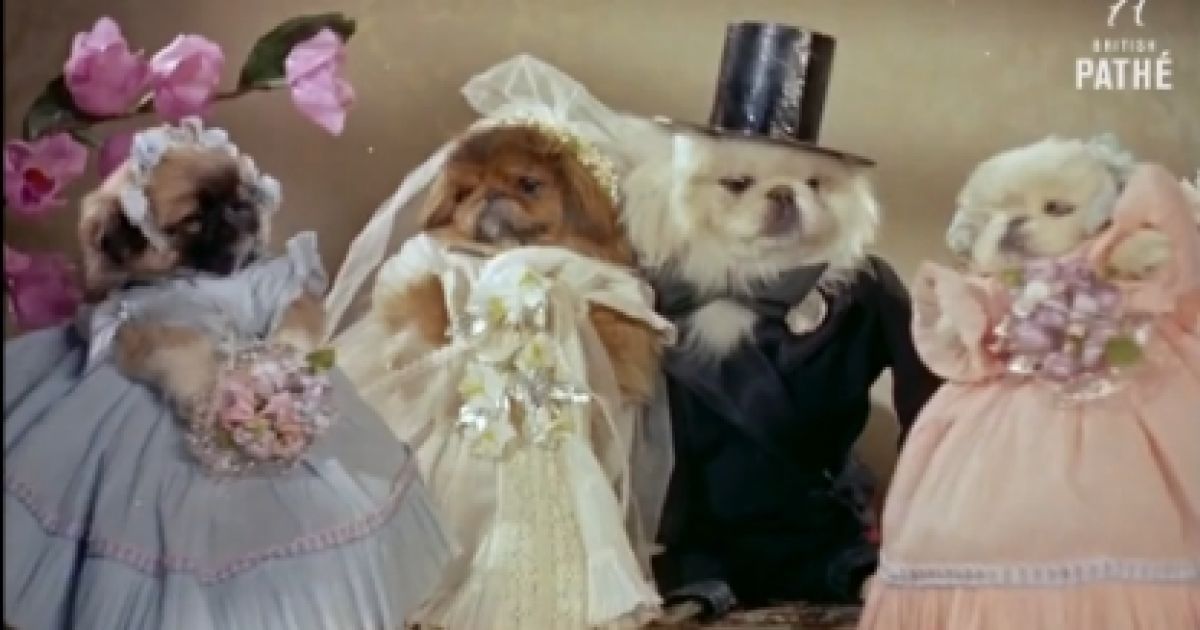 Ретро-весілля цуценят. Скріншот з відео