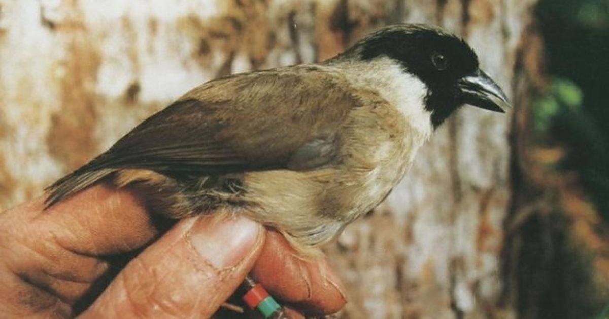 Пооулі (Melamprosops phaeosoma), 2004. Знищенню цього унікального птаха, швидше за все, посприяло занесення на Гаваї неендемічних видів тварин, зокрема свиней, собак та щурів