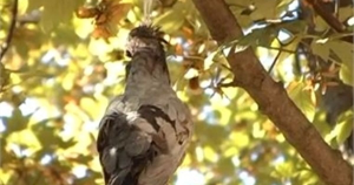 Шкуродери повісили птаха на гілці. Скріншот з відео