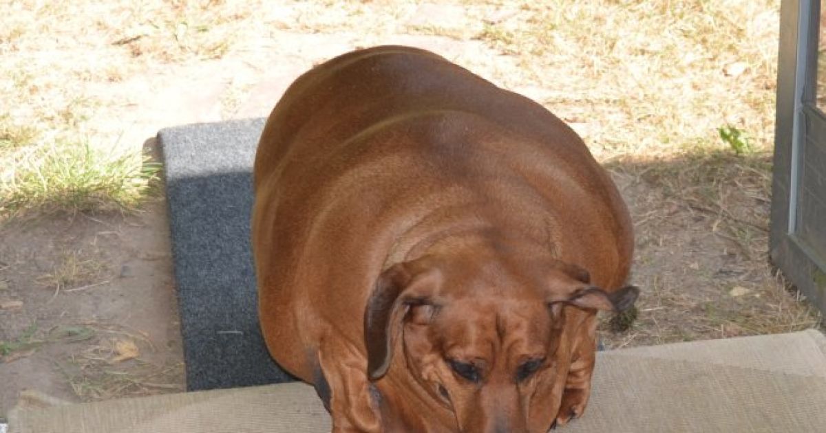 Найтовстіша в світі такса_5 / © facebook.com/BiggestLoserDoxieEdition