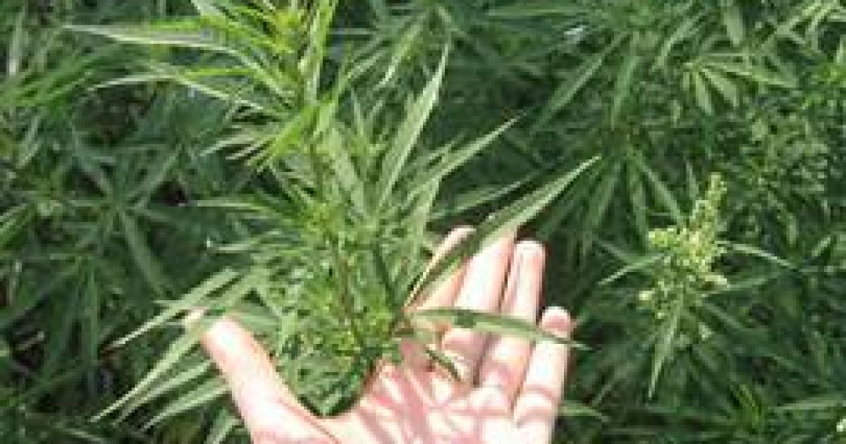 Марихуану вирощували в покинутому залізничному тунелі.