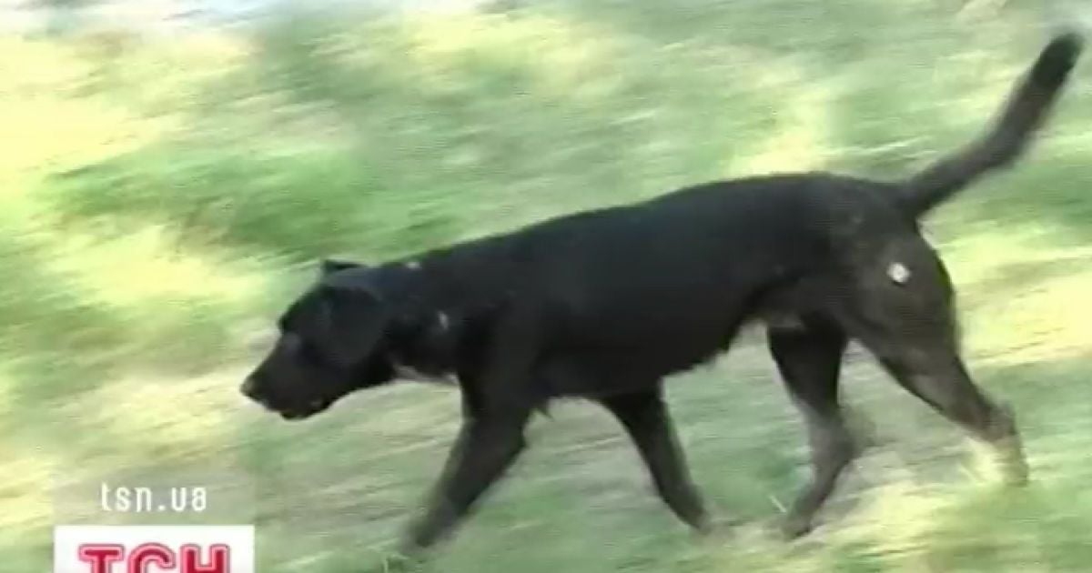 Здобич собаки прихопили із собою