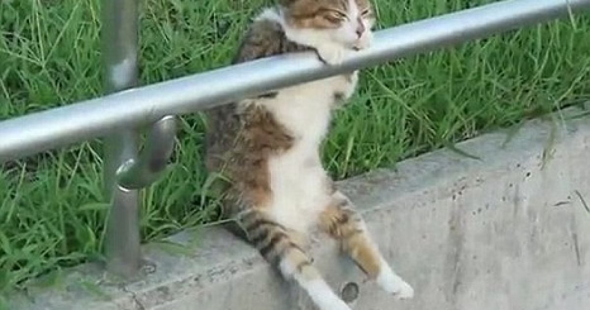 Тварина влаштувалася відпочивати в одному з парків