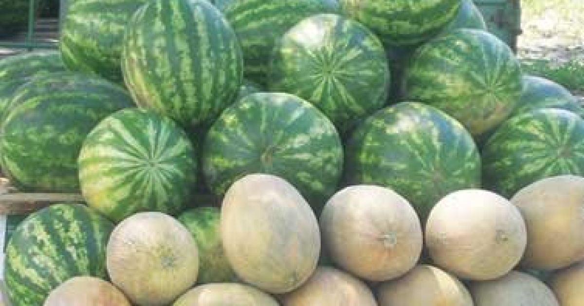 Хорвати замовили у "Динамо" кавун і диню