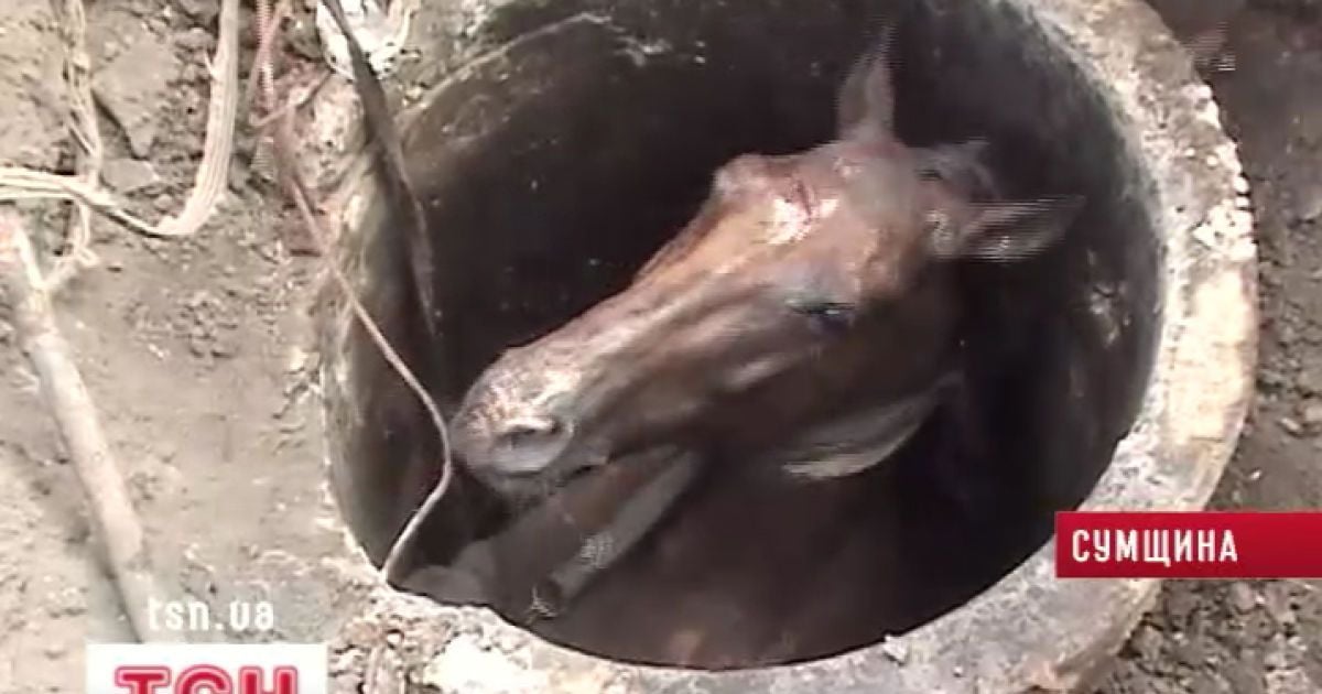 Кінь поранив собі чоло, але тримався мужньо