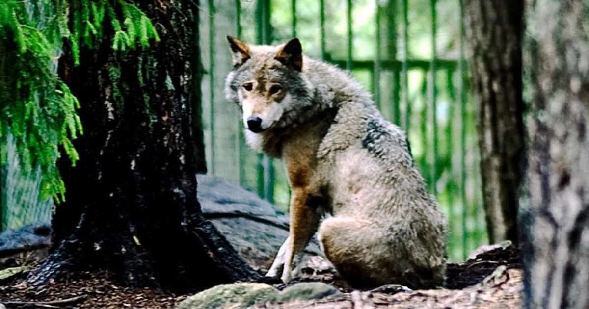 У Києві вовчиця покусала працівницю зоопарку.