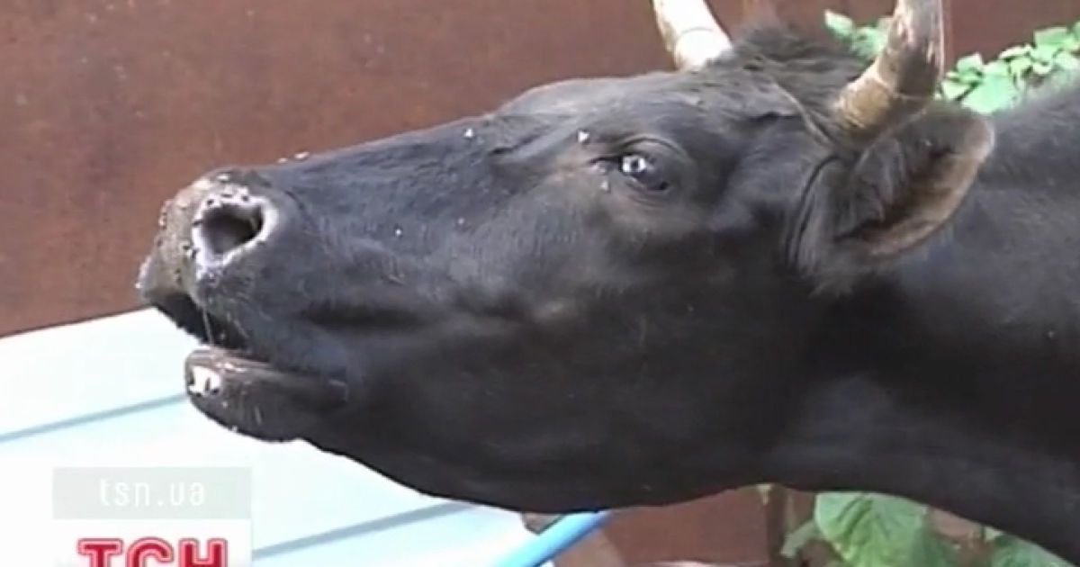 Десять людей звернулися до медиків за останню добу