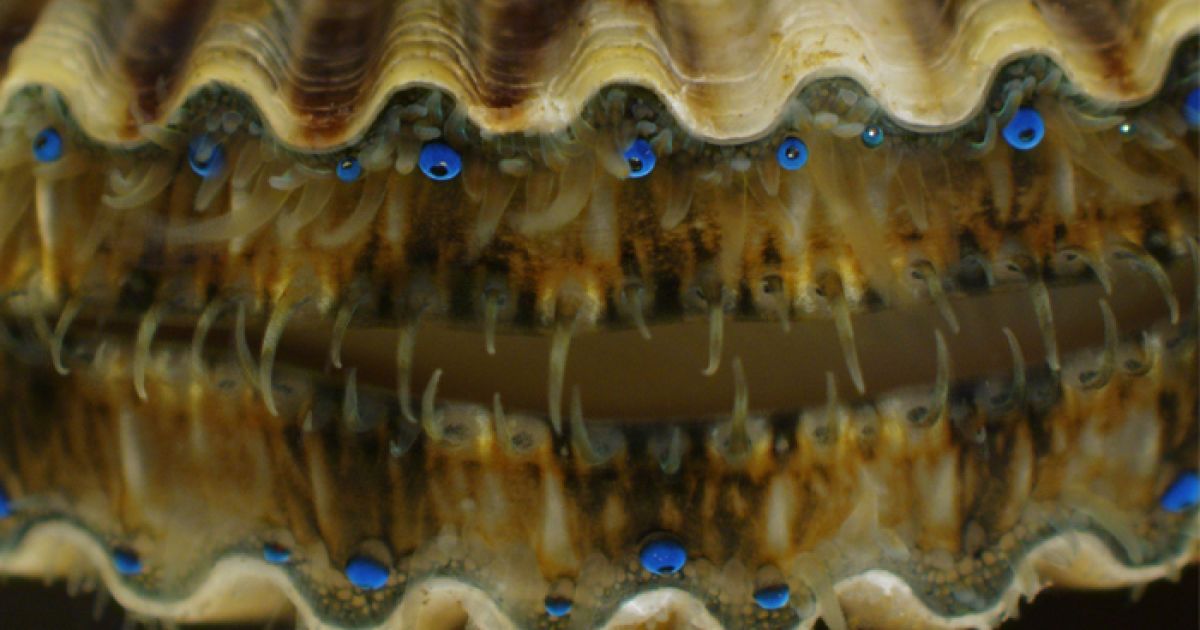 Kathryn Markey, США. Молода особина морського гребінця Argopecten irradians / © olympusbioscapes.com