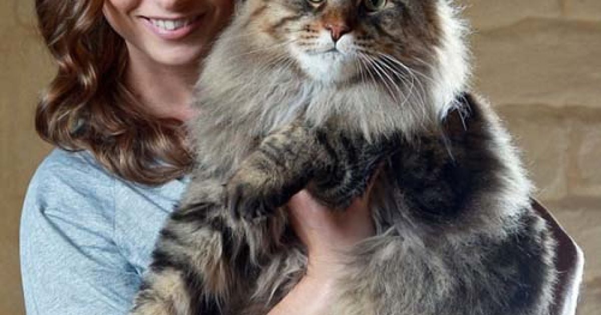 Кіт Рупет обожнює увагу до своєї великої персони