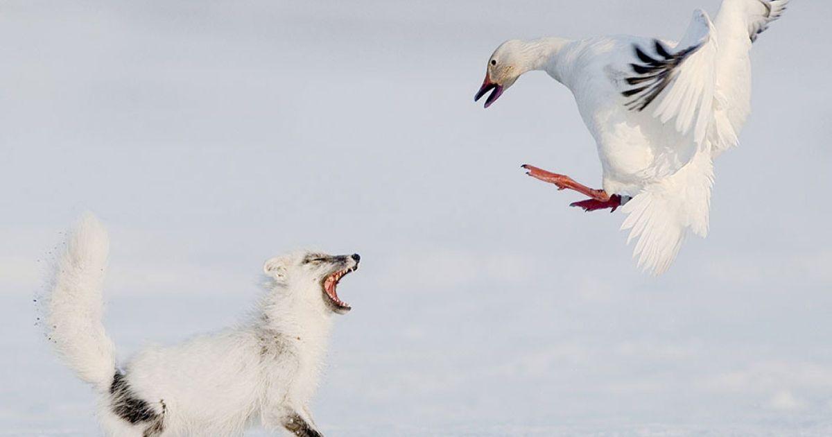 Конкурс Veolia Environment Wildlife Photographer of the Year / © bigpicture.ru