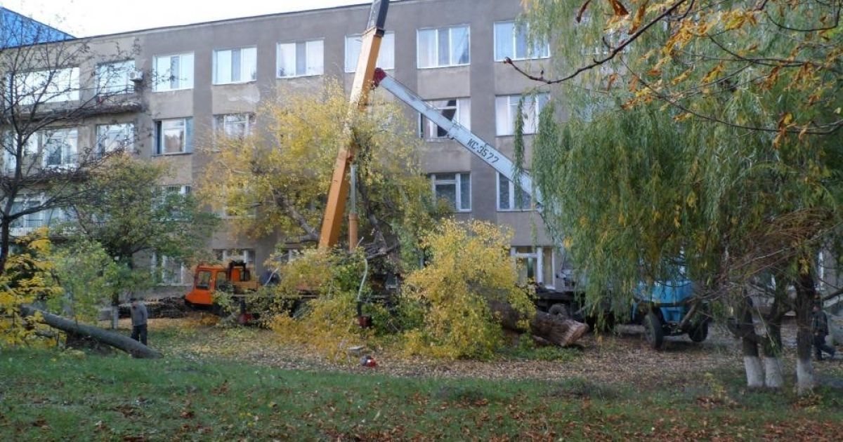Дерево пошкодило техніку та забрало людське життя