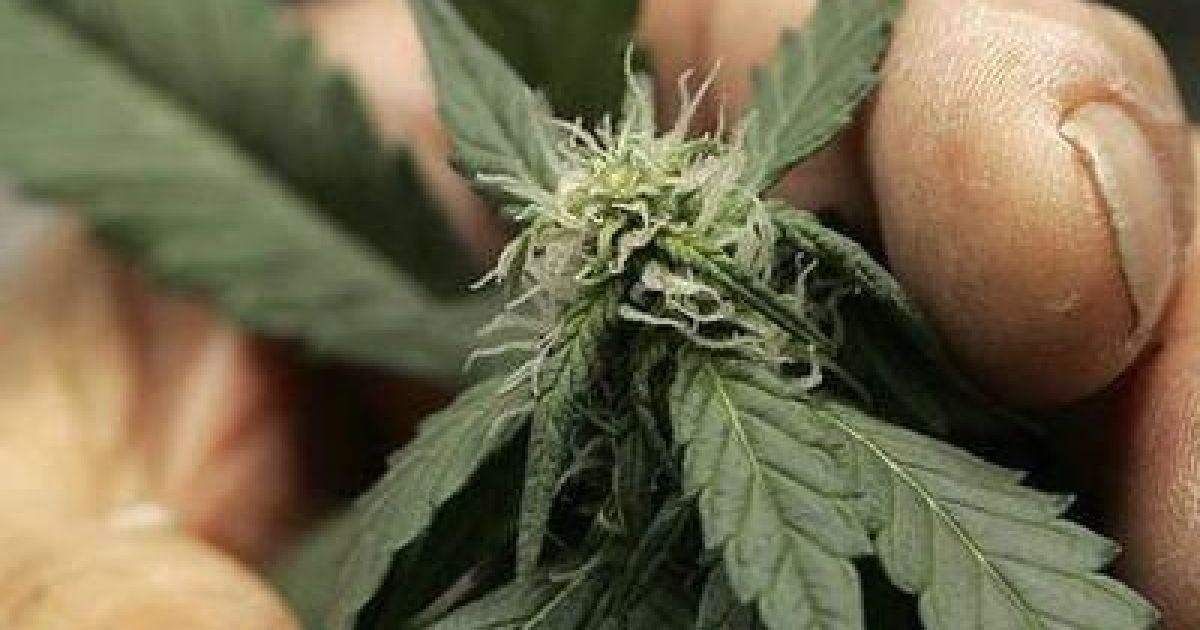 Марихуана как обезболивающее марихуана семена в москве