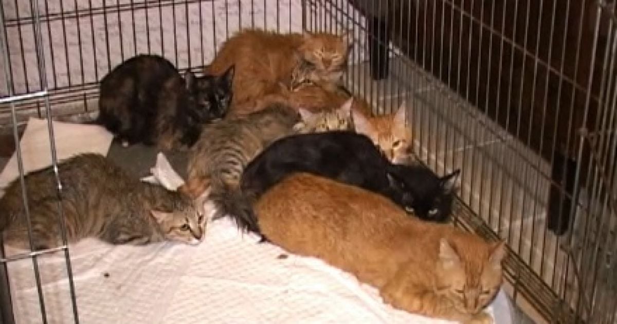 Наразі тварини перебувають у ветеринарній клініці