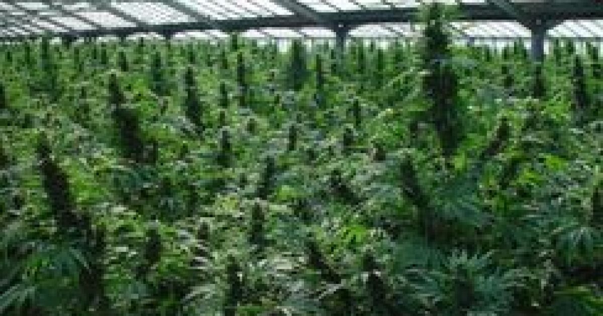 Теплиці були обладнані за останнім словом техніки.