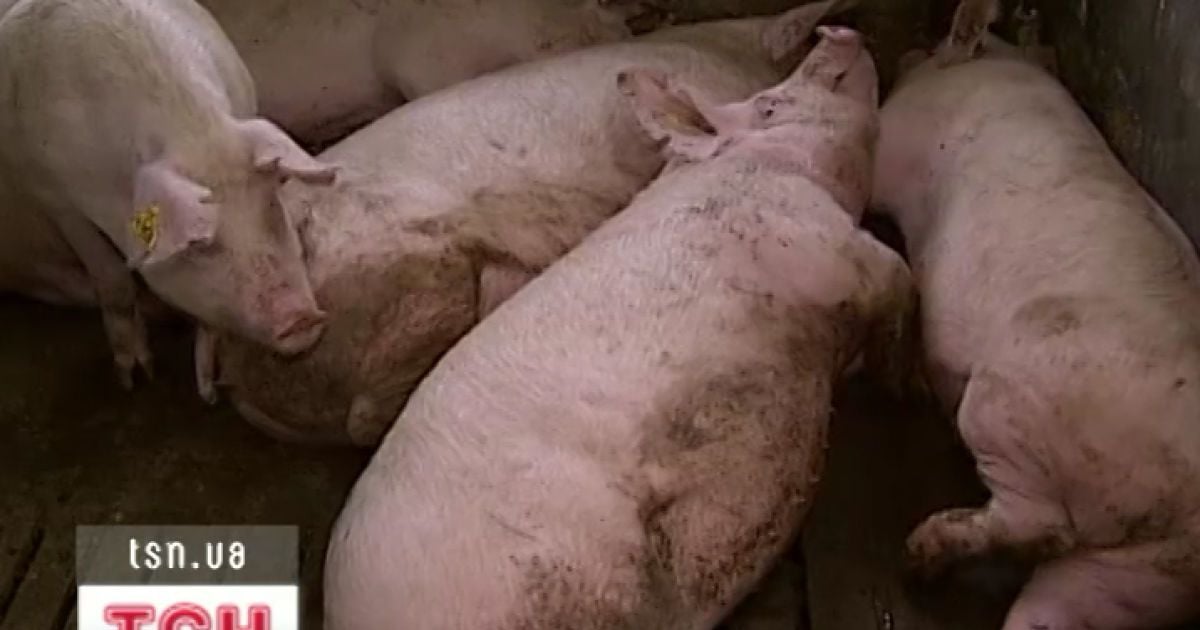 На Черкащині одночасно померли 240 елітних свиней