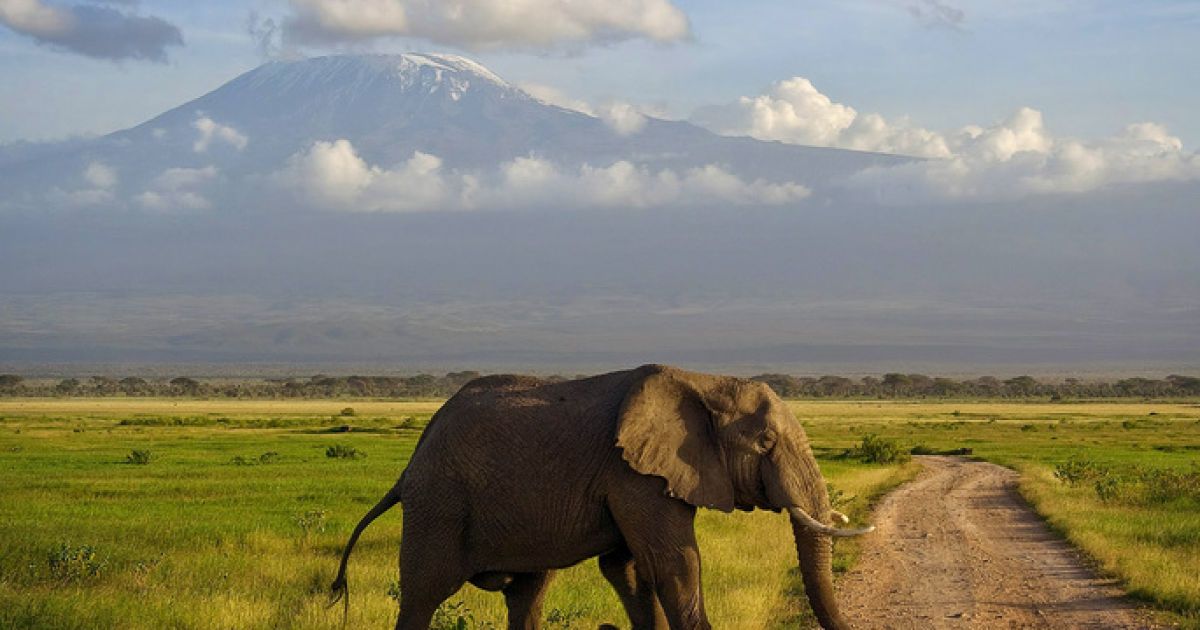 Огорожа на метр йтиме під землю, щоб слони не влаштували підкоп