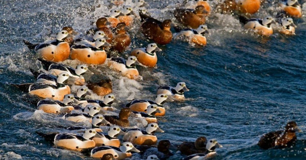 Підбито підсумки конкурсу World Bird 2012 / © bigpicture.ru