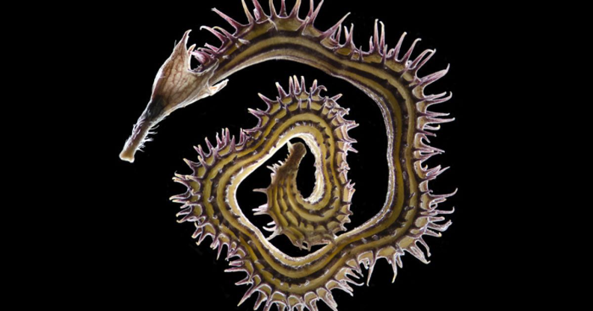 Viktor S&yacute;kora, Чехія. Деталь стручка при цвітінні Scorpius muricatus / © olympusbioscapes.com