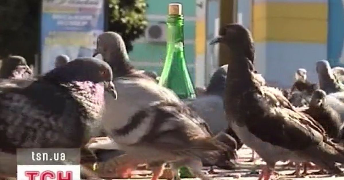 Сумський чиновник запропонував напоїти голубів вином