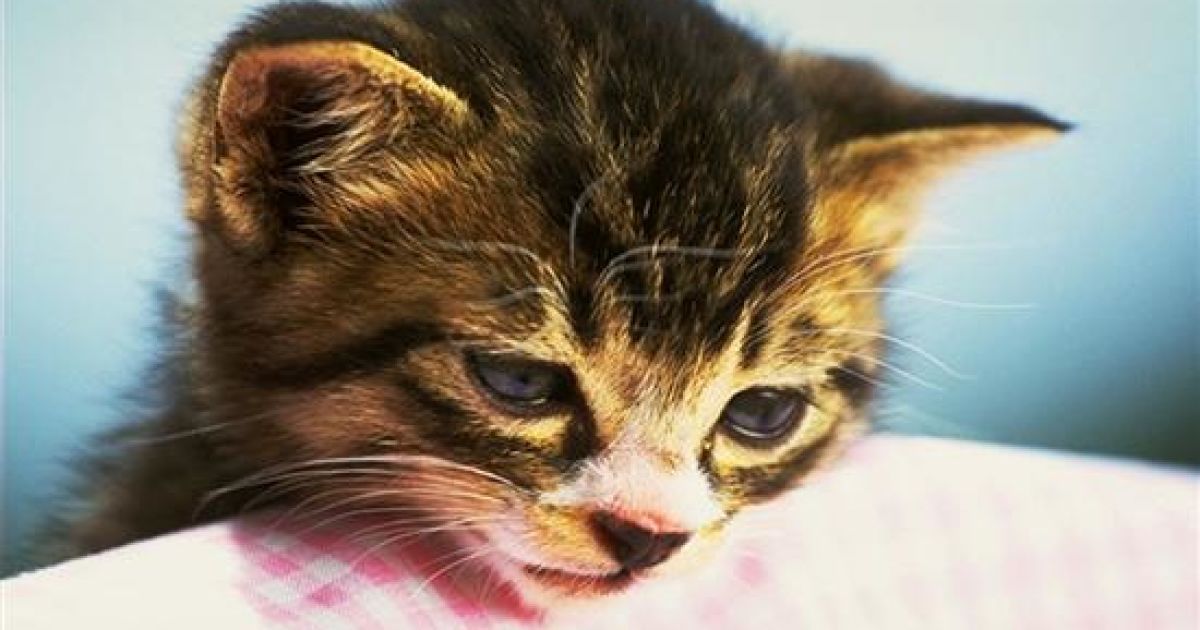 Дід отримав судимість за вбивство кошеняти. Ілюстрація