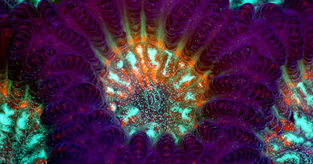 James H. Nicholson, США. Живий корал Goniastrea sp. / © olympusbioscapes.com