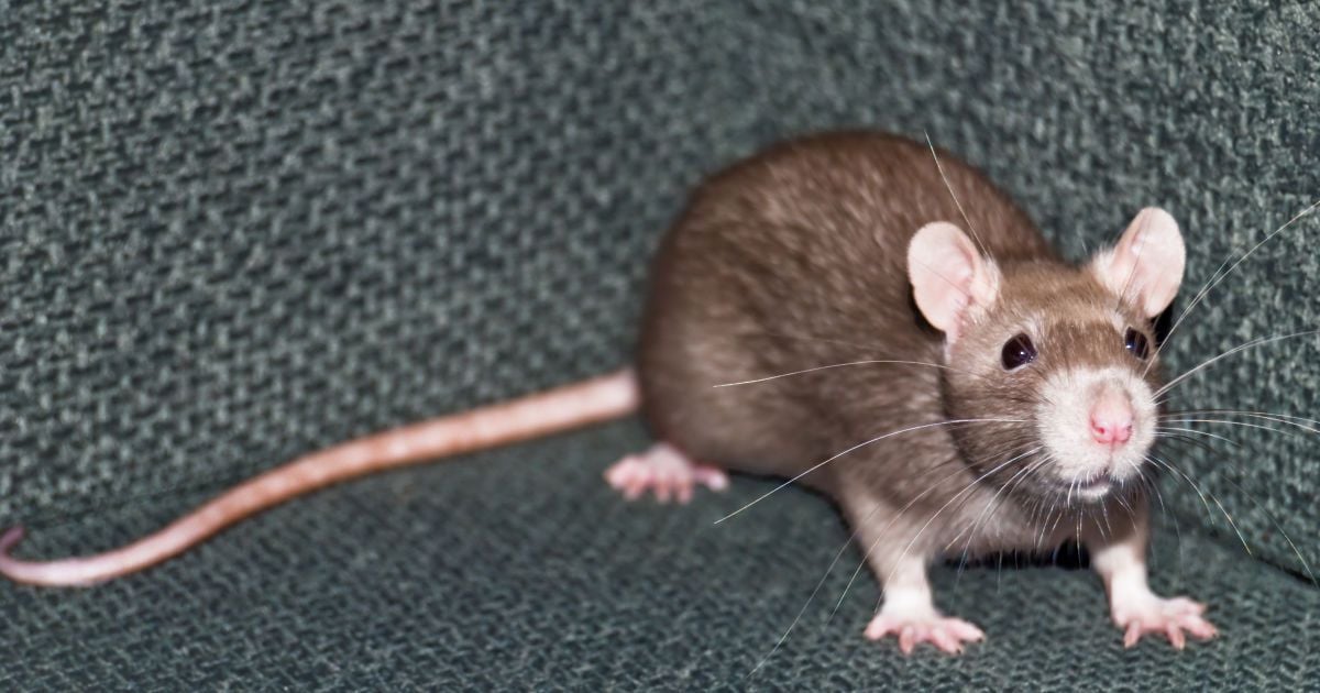 Крысы против летучих мышей: в Германии впервые зафиксировали необычную охоту (фото)