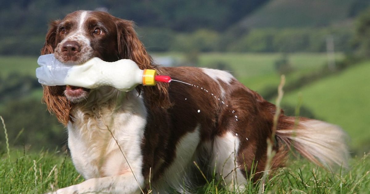 Джесс допомагає господині рятувати осиротілих ягнят / © goodnewsanimal.ru