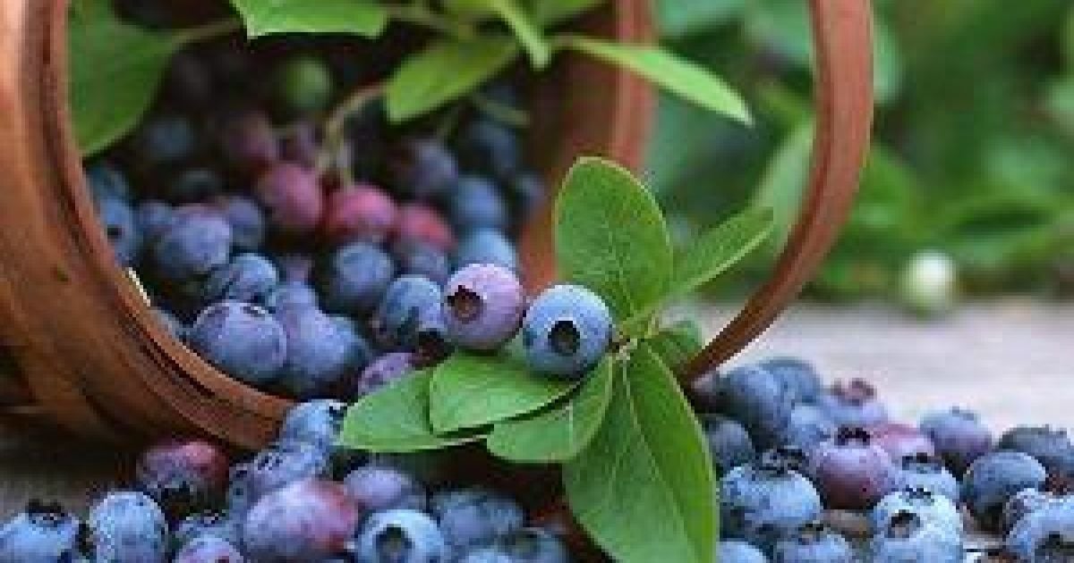 Чорниця підтримує здоров'я мозку, кишківника та серця