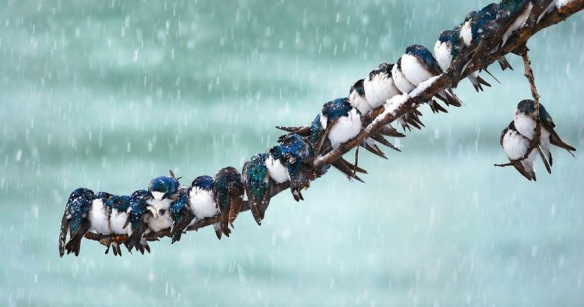Підбито підсумки конкурсу World Bird 2012