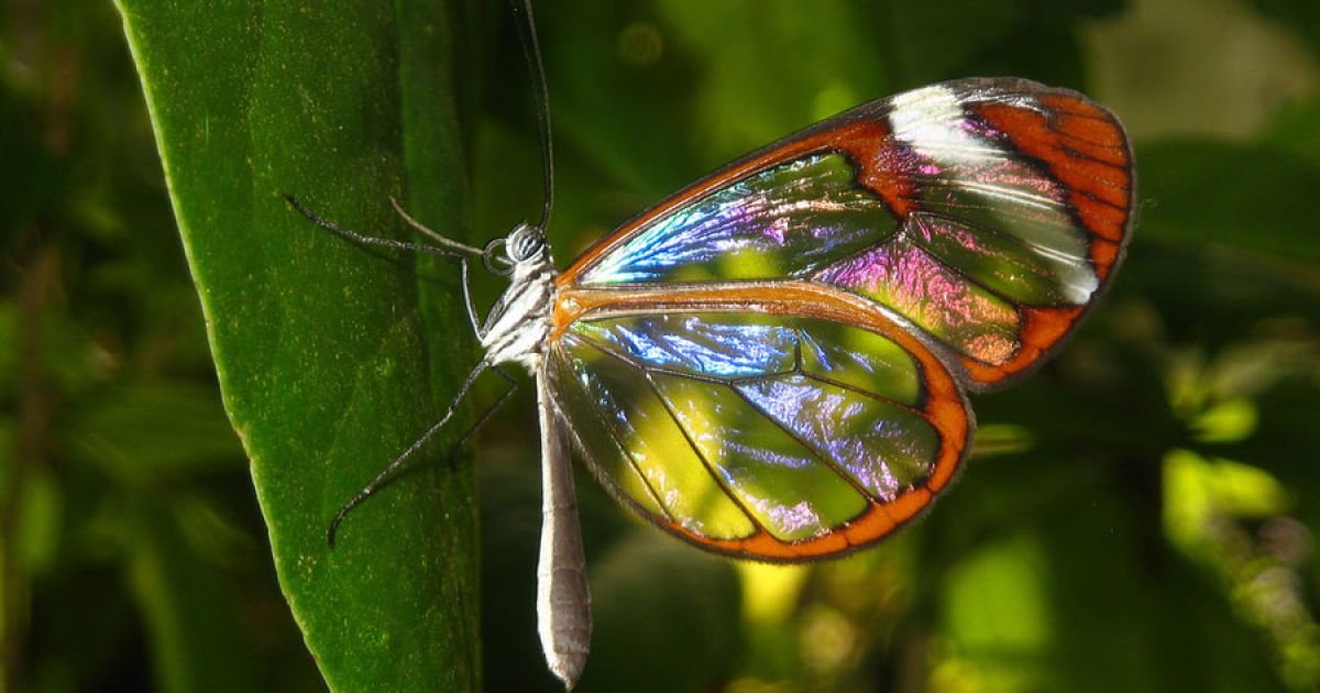 У метеликів Greta oto крила прозорі через брак кольорових лусочок / © bigpicture.ru
