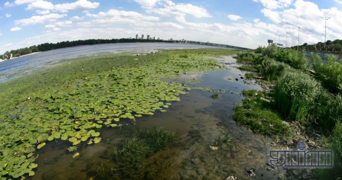 Прибережна акваторія Дніпра заросла водоростями / © УНІАН