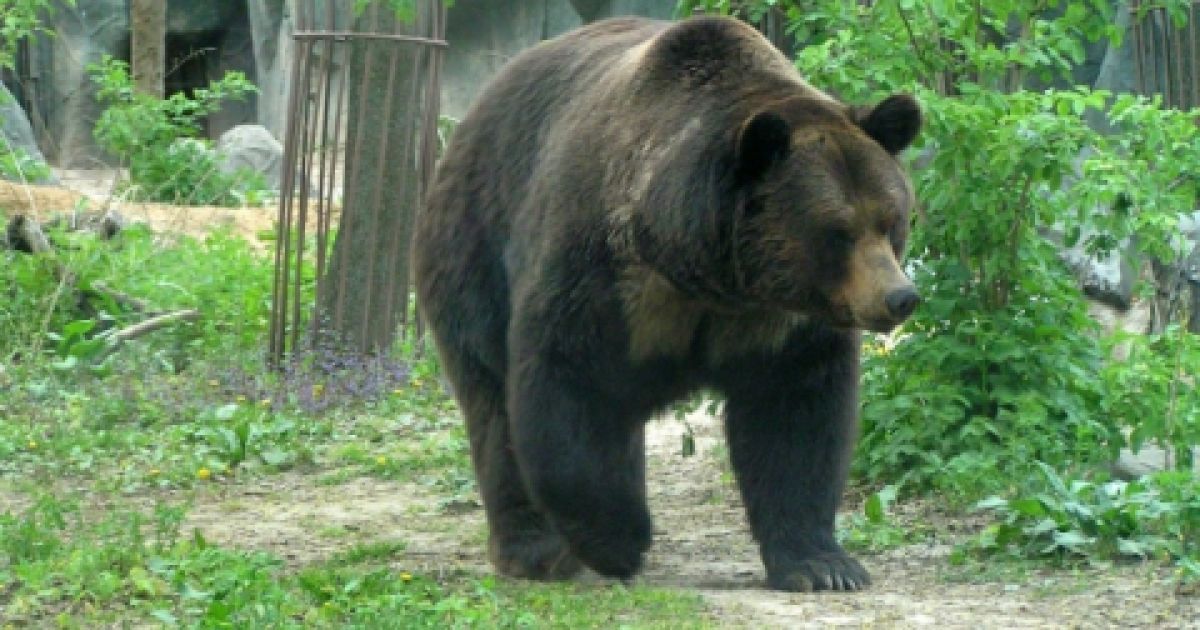 Ведмеді вчаться заново полювати